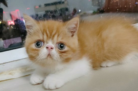 如何让猫咪晚上不闹腾