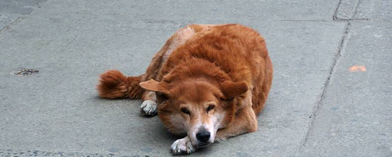 老狗临死前的征兆几天