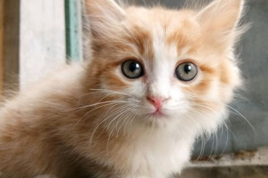 猫背上有白色皮屑