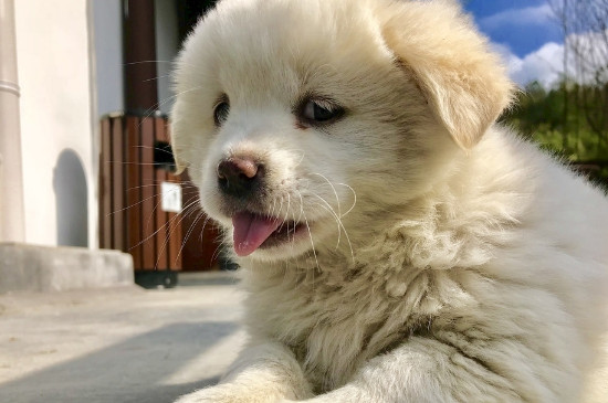 小狗不睡觉老哼唧