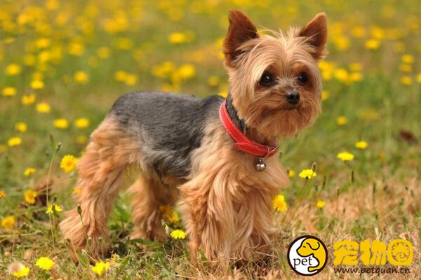 梗犬是什么类型的犬种，极少掉毛没有体味还忠诚(但长得丑)