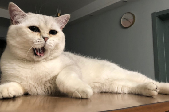 猫流绿色眼屎怎么回事