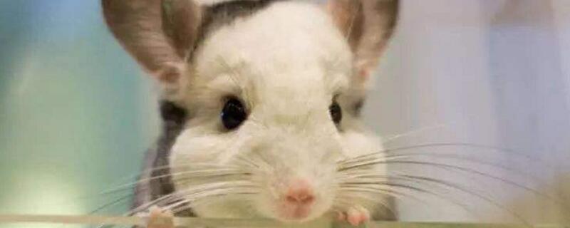 新手怎么养龙猫