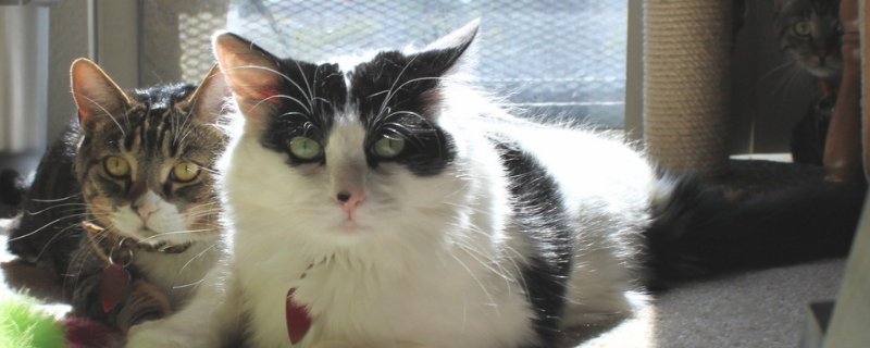 猫咪呼吸很重