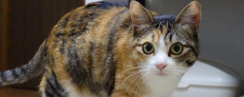猫尿路感染可以吃三金片吗