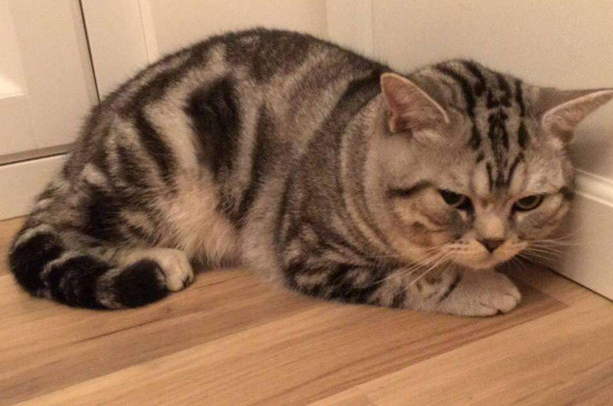 打了猫猫能记仇多久