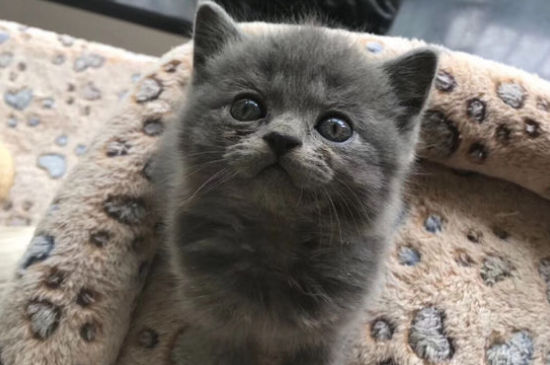 两只公猫打架处理办法