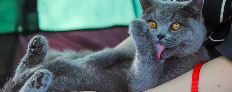 养蓝猫需要买哪些用品
