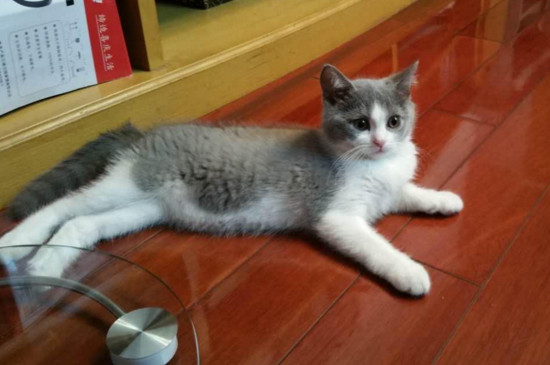 养猫一定会得病吗，养猫的人容易得什么病
