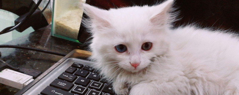 猫放屁有声音吗
