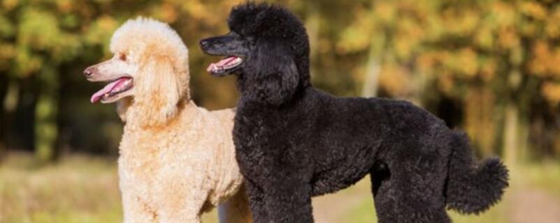贵宾犬的性格特点