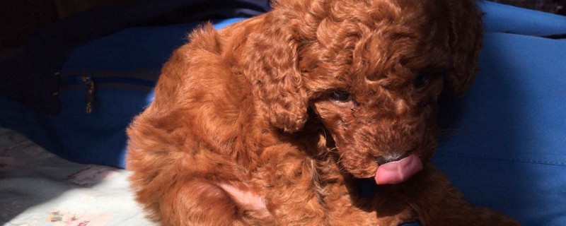 狗打完疫苗后拉稀