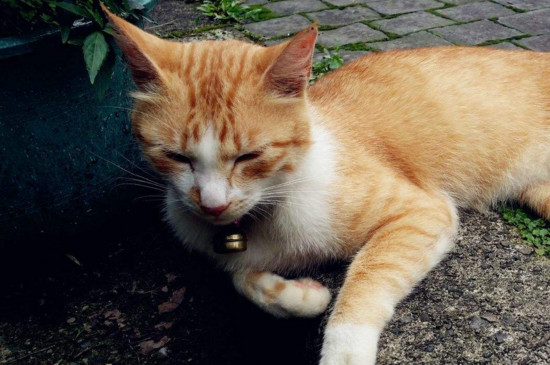 多大猫咪开始挤肛门腺