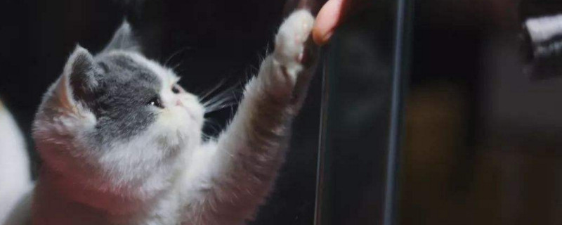 猫咪粪便生好多小飞虫