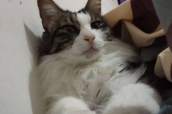 猫粮怎么泡软