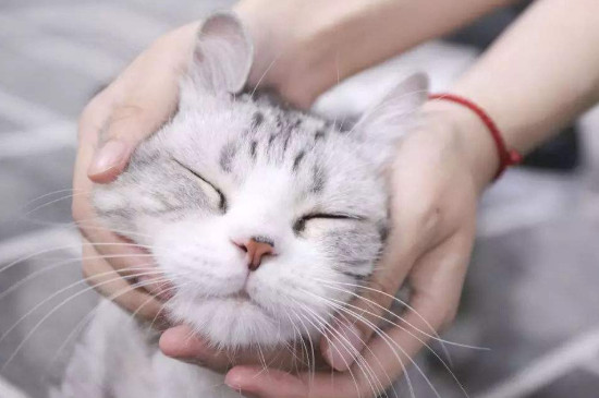 猫咪耳螨用什么药