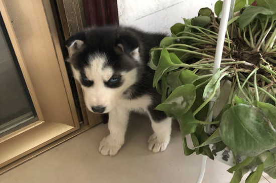 狗狼嚎怎么回事