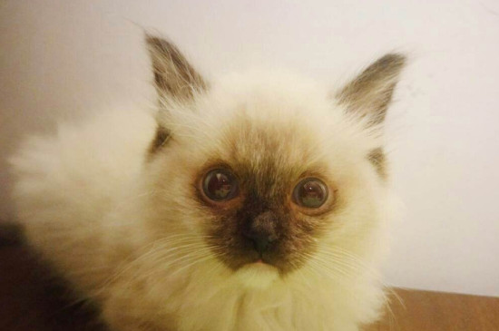 猫咪发出咕噜声是什么意思
