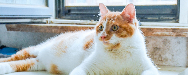 猫咪有点打喷嚏