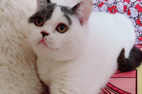 猫咪喝自来水有害吗
