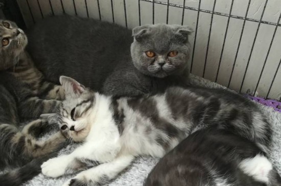 怎么判断折耳猫是否疼
