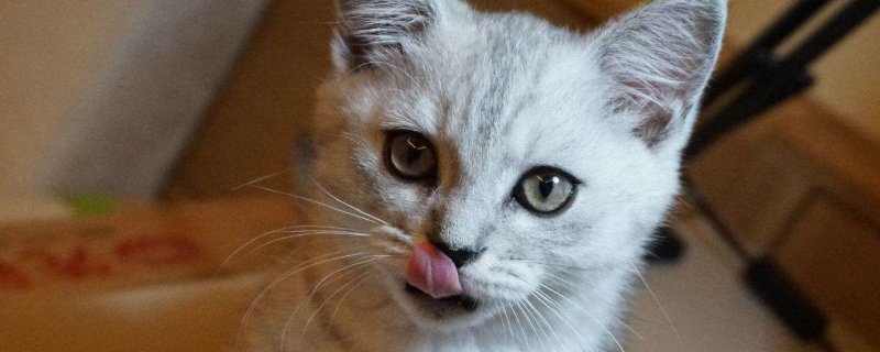 猫为什么喜欢看人拉屎