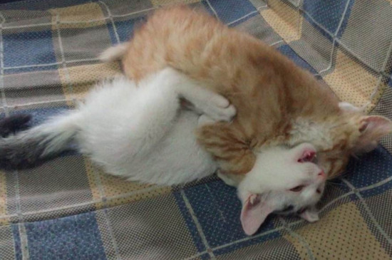 小猫猫粮要用水泡么