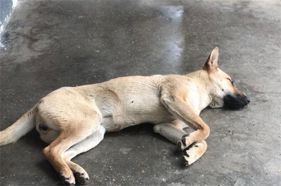 狗狗误吃老鼠药潜伏期