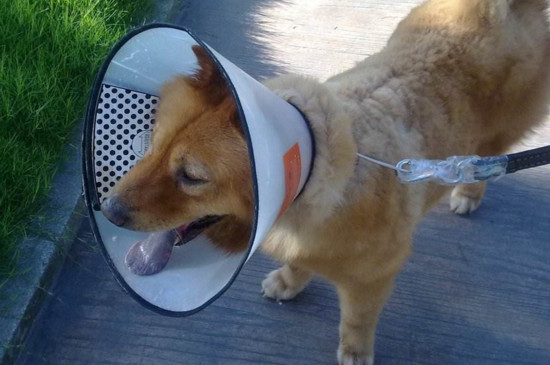 狂犬疫苗的注意事项，按时注射注意饮食不可剧烈运动