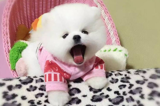 茶杯犬几个月定型
