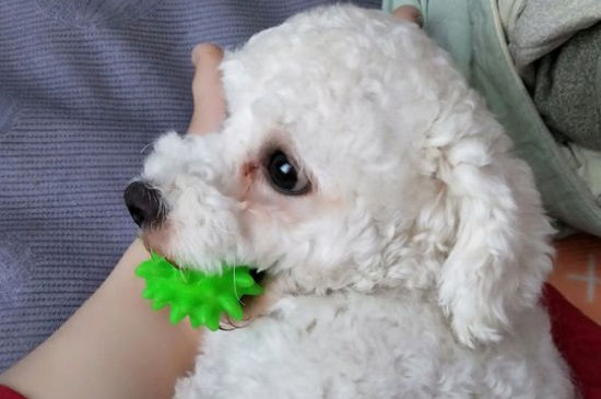 比熊得了细小能治好吗