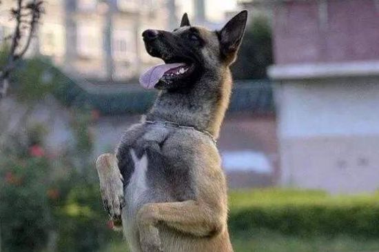 养马犬注意什么问题，要打疫苗多训练并控制饮食