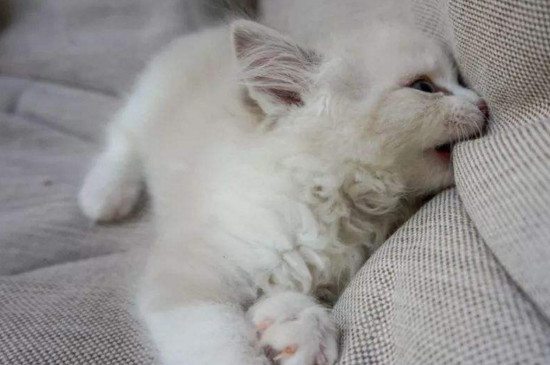 养猫异味大还是狗大