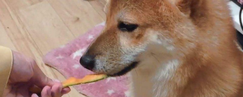 狗能吃哈密瓜吗