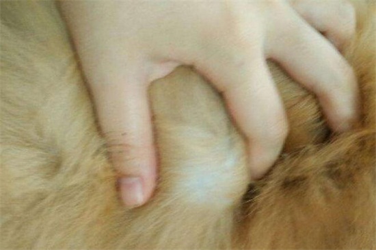狗背上长了个很大的包