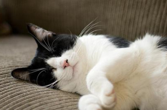 猫咪突然没精神总睡觉怎么回事