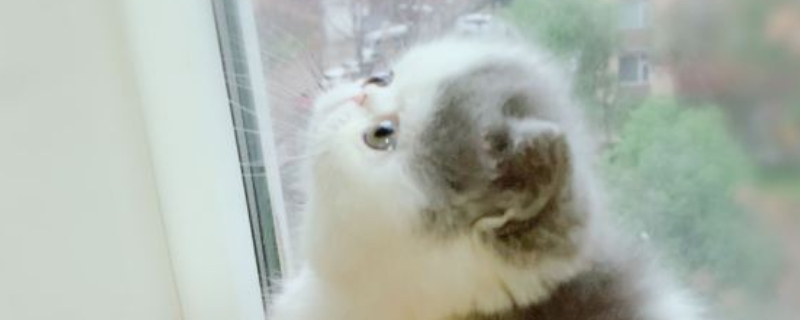 猫咪一只眼睛流眼泪