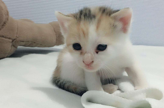 小猫晚上不睡觉一直叫，怎么让幼猫晚上不叫唤