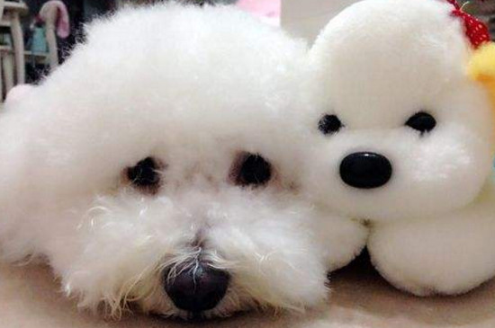 比熊犬拉肚子怎么办