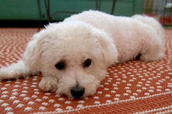 安静的小型犬