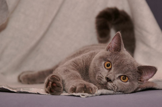 英国短毛猫掉毛厉害吗