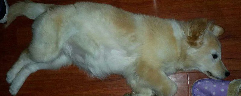 狗腹水是怎么引起的