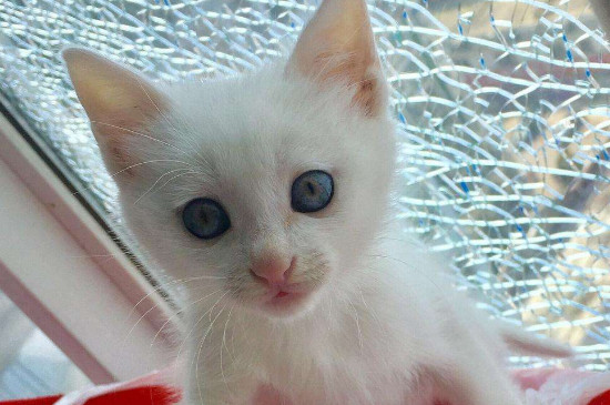 猫放家里几天不用管