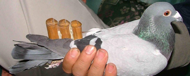 母鸽子怎样算趴窝