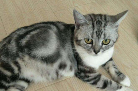 猫的肚子很大