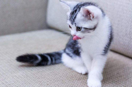 怎么教奶猫用碗喝奶