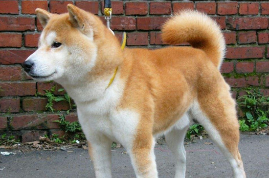 柴犬几个月换毛变色，换毛色期在3～7个月