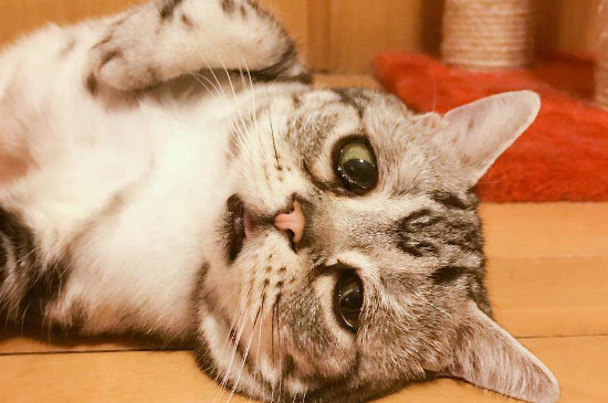 猫抑郁多久会死