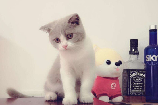 猫不亲近主人怎么办，如何向猫咪表达善意