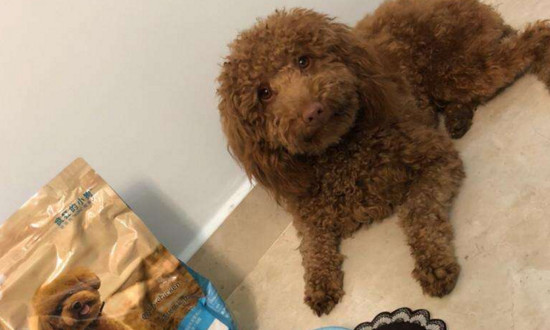 成犬粮和幼犬粮的区别，营养成分和消化难易程度不同